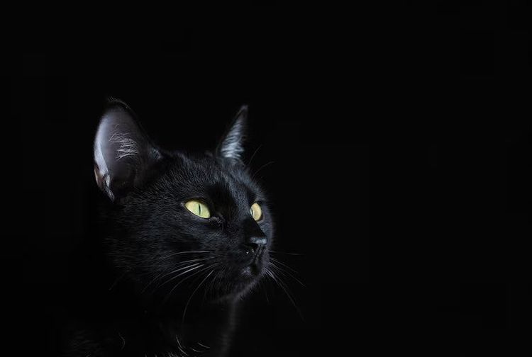 10 Mitos dan Kepercayaan tentang Kucing Hitam dari Berbagai Negara
